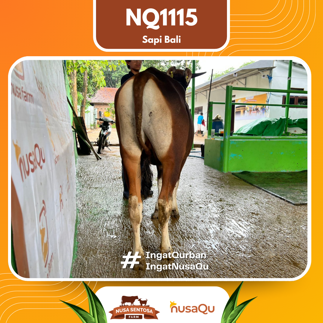 Sapi Sapi Bali NQ1115 2026 Bobot 359Kg foto 3