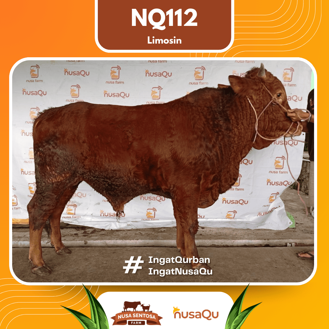 Sapi Limosin NQ112 2026 Bobot 700Kg