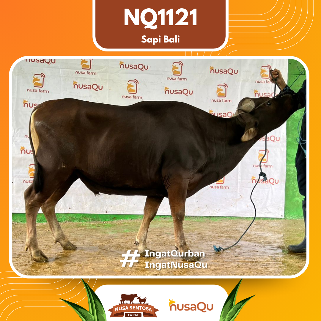 Sapi Sapi Bali NQ1121 2026 Bobot 364Kg