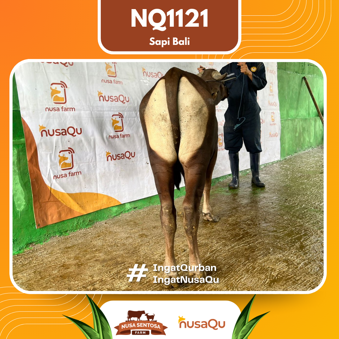 Sapi Sapi Bali NQ1121 2026 Bobot 364Kg foto 3