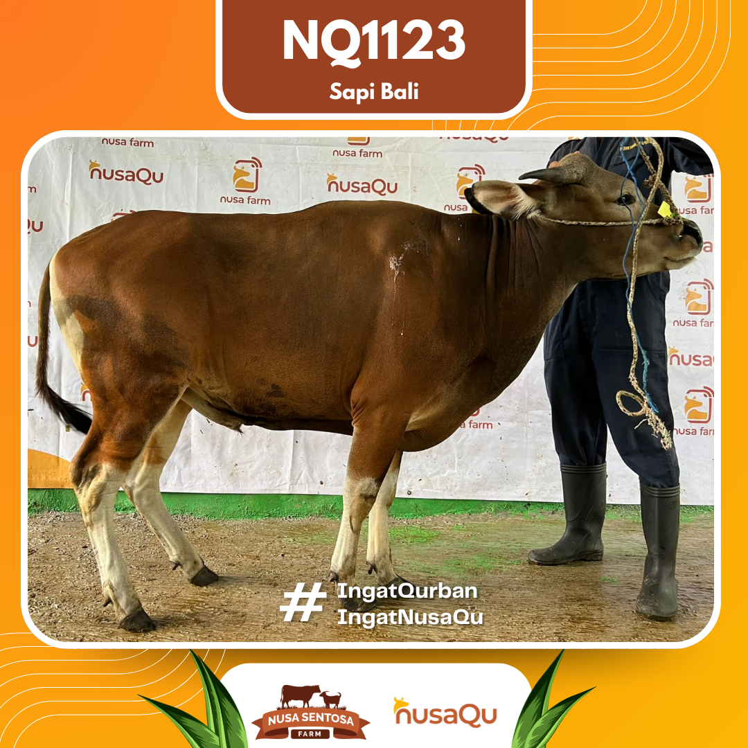 Sapi Sapi Bali NQ1123 2026 Bobot 385Kg