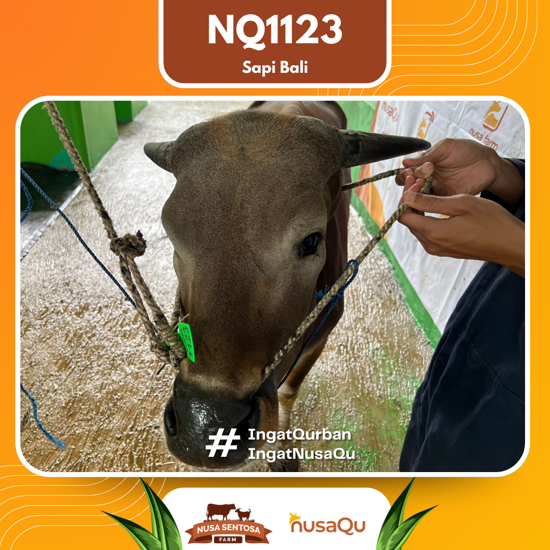 Sapi Sapi Bali NQ1123 2026 Bobot 385Kg foto 2