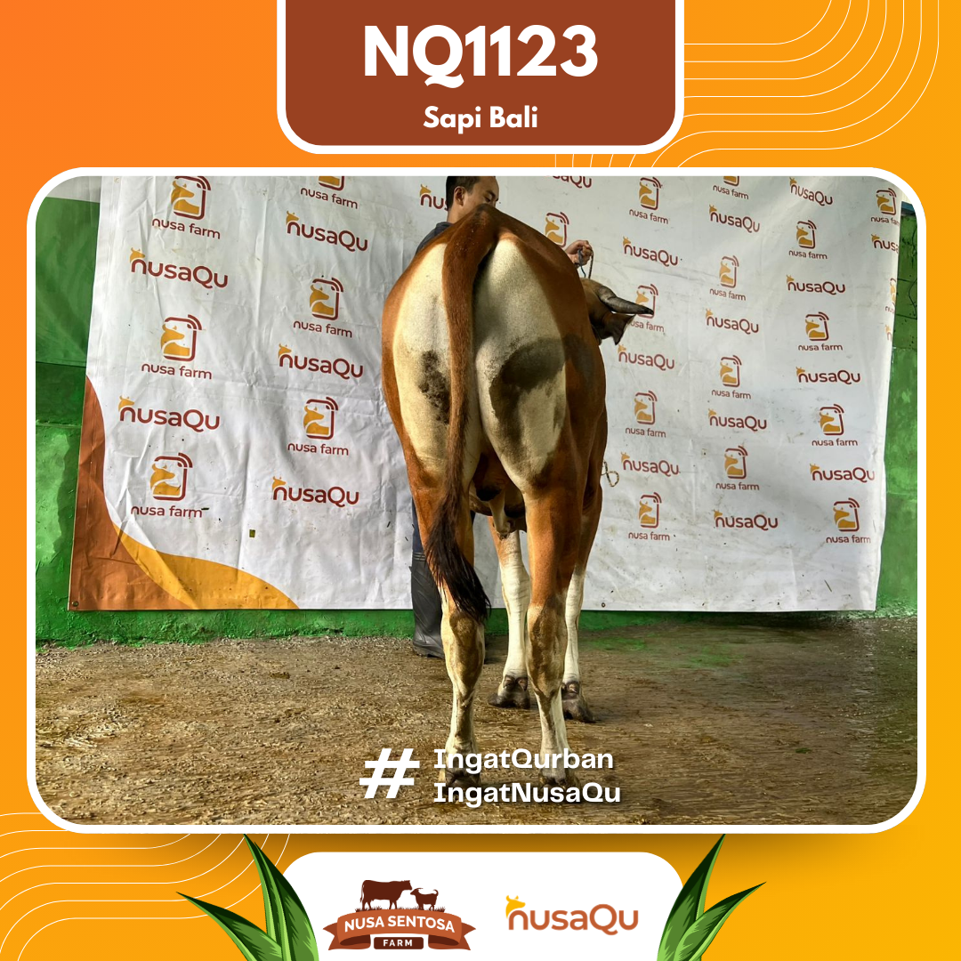 Sapi Sapi Bali NQ1123 2026 Bobot 385Kg foto 3