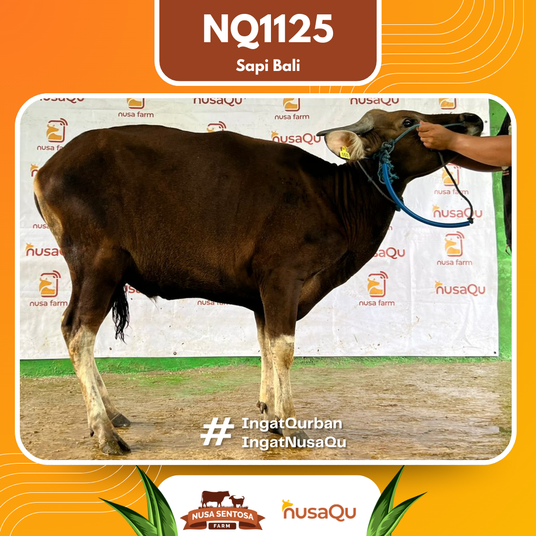 Sapi Sapi Bali NQ1125 2026 Bobot 358Kg