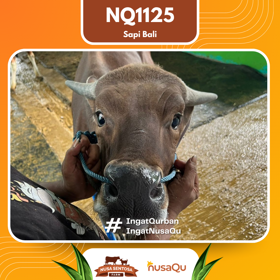 Sapi Sapi Bali NQ1125 2026 Bobot 358Kg foto 2