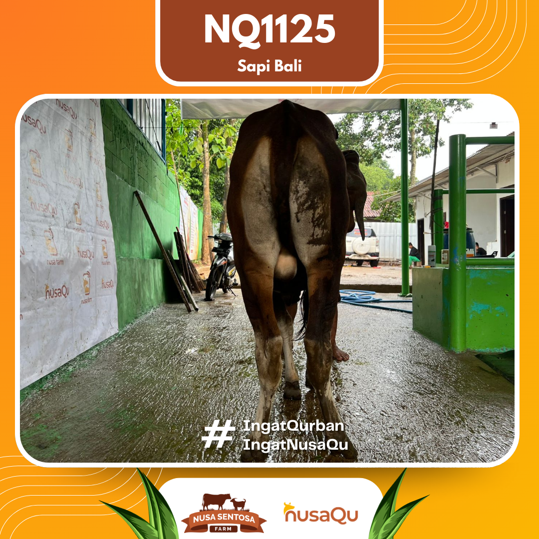 Sapi Sapi Bali NQ1125 2026 Bobot 358Kg foto 3