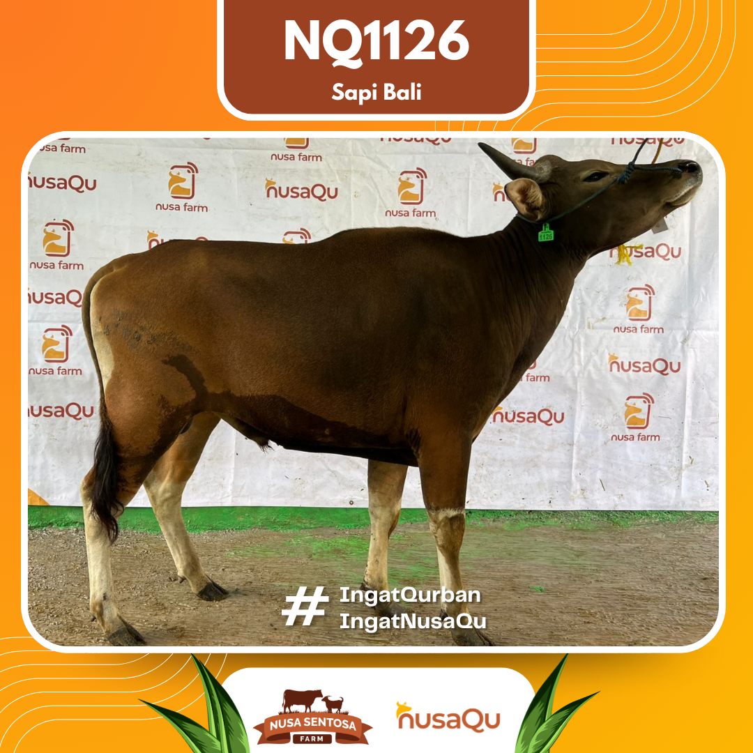 Sapi Sapi Bali NQ1126 2026 Bobot 381Kg