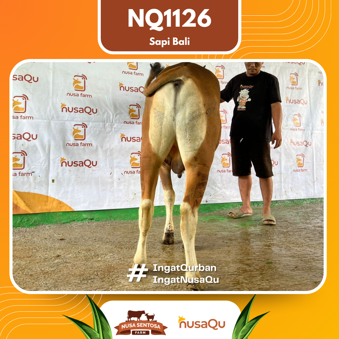 Sapi Sapi Bali NQ1126 2026 Bobot 381Kg foto 3