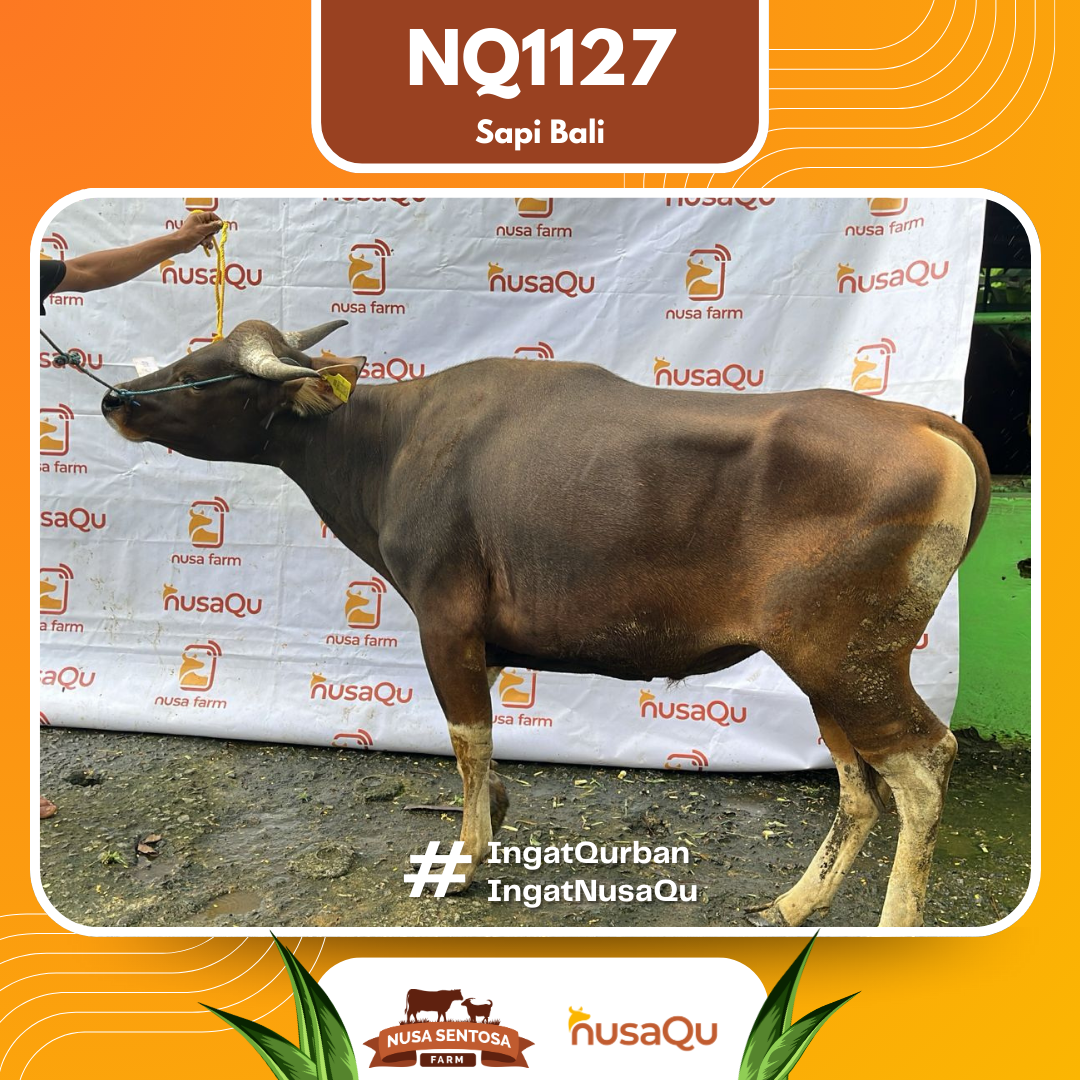 Sapi Sapi Bali NQ1127 2026 Bobot 369Kg