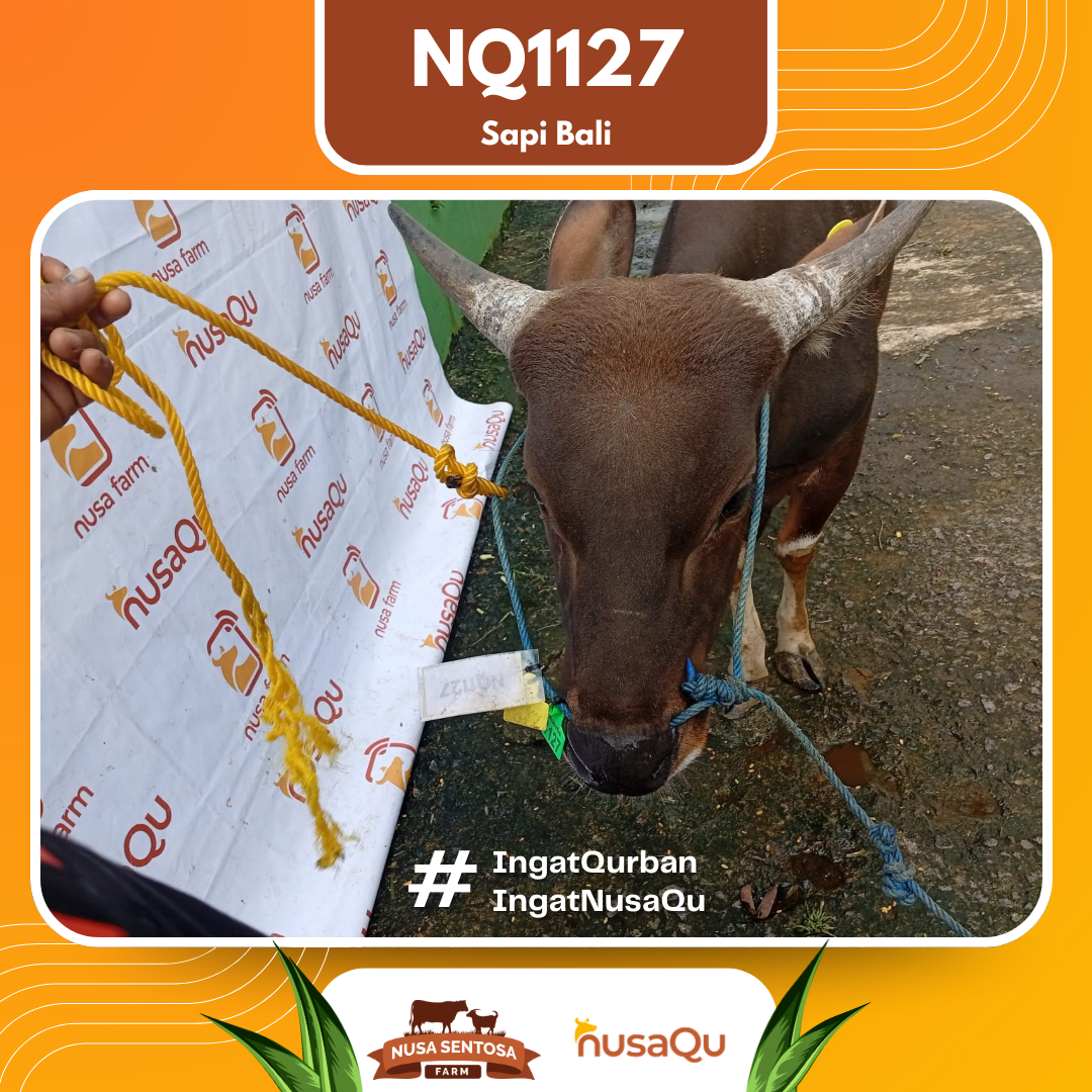 Sapi Sapi Bali NQ1127 2026 Bobot 369Kg foto 2