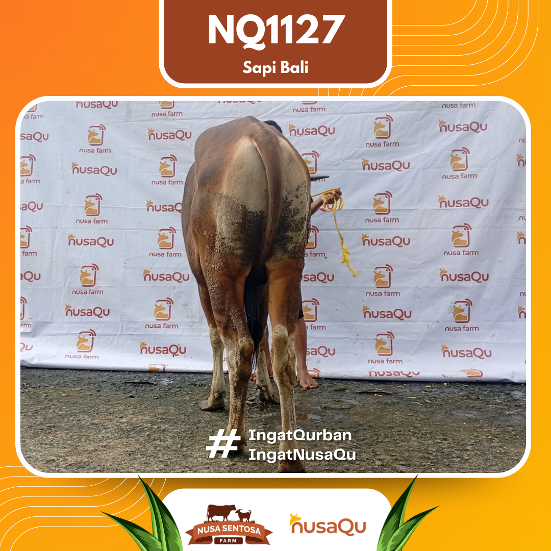 Sapi Sapi Bali NQ1127 2026 Bobot 369Kg foto 3