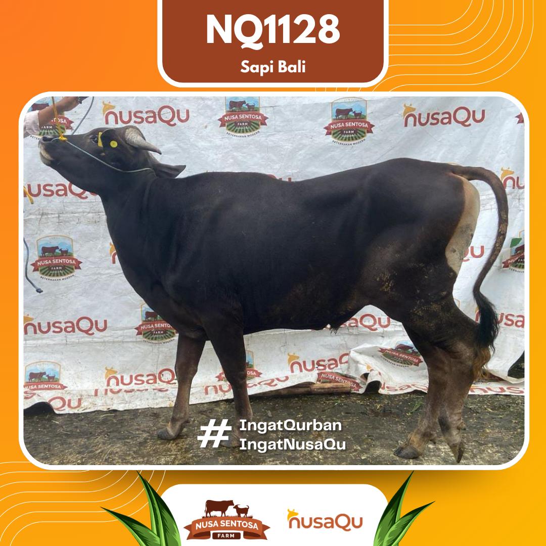 Sapi Sapi Bali NQ1128 2026 Bobot 391Kg