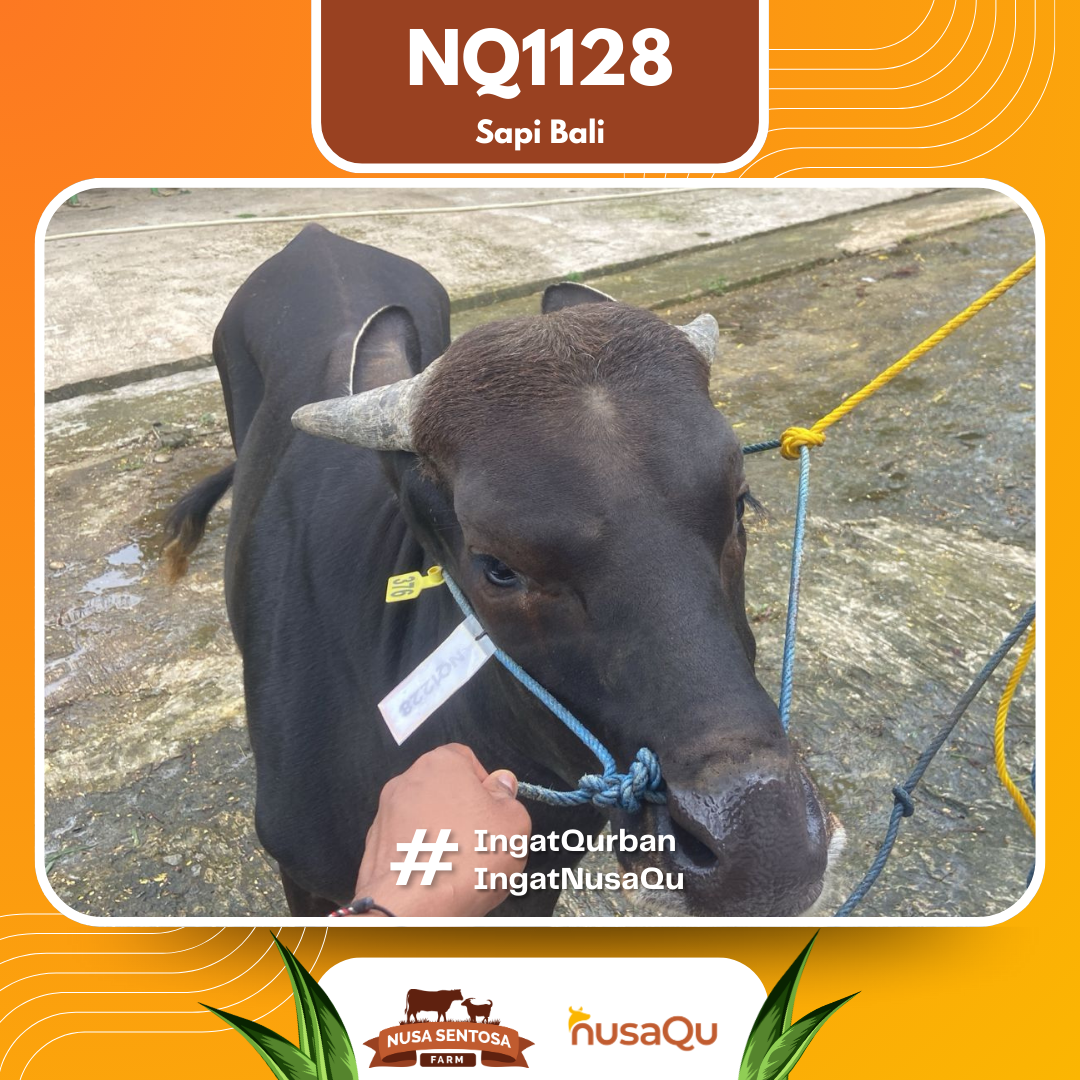 Sapi Sapi Bali NQ1128 2026 Bobot 391Kg foto 2