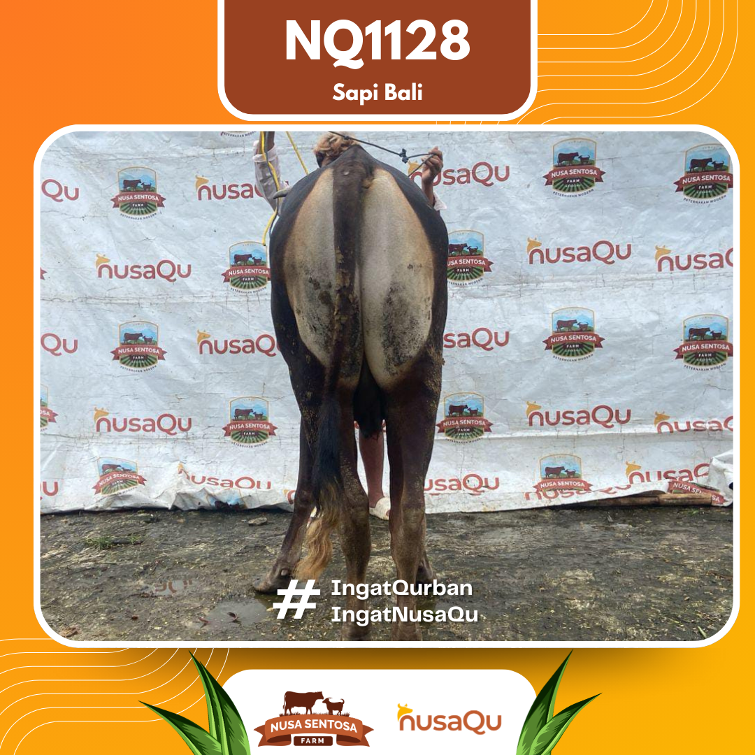 Sapi Sapi Bali NQ1128 2026 Bobot 391Kg foto 3