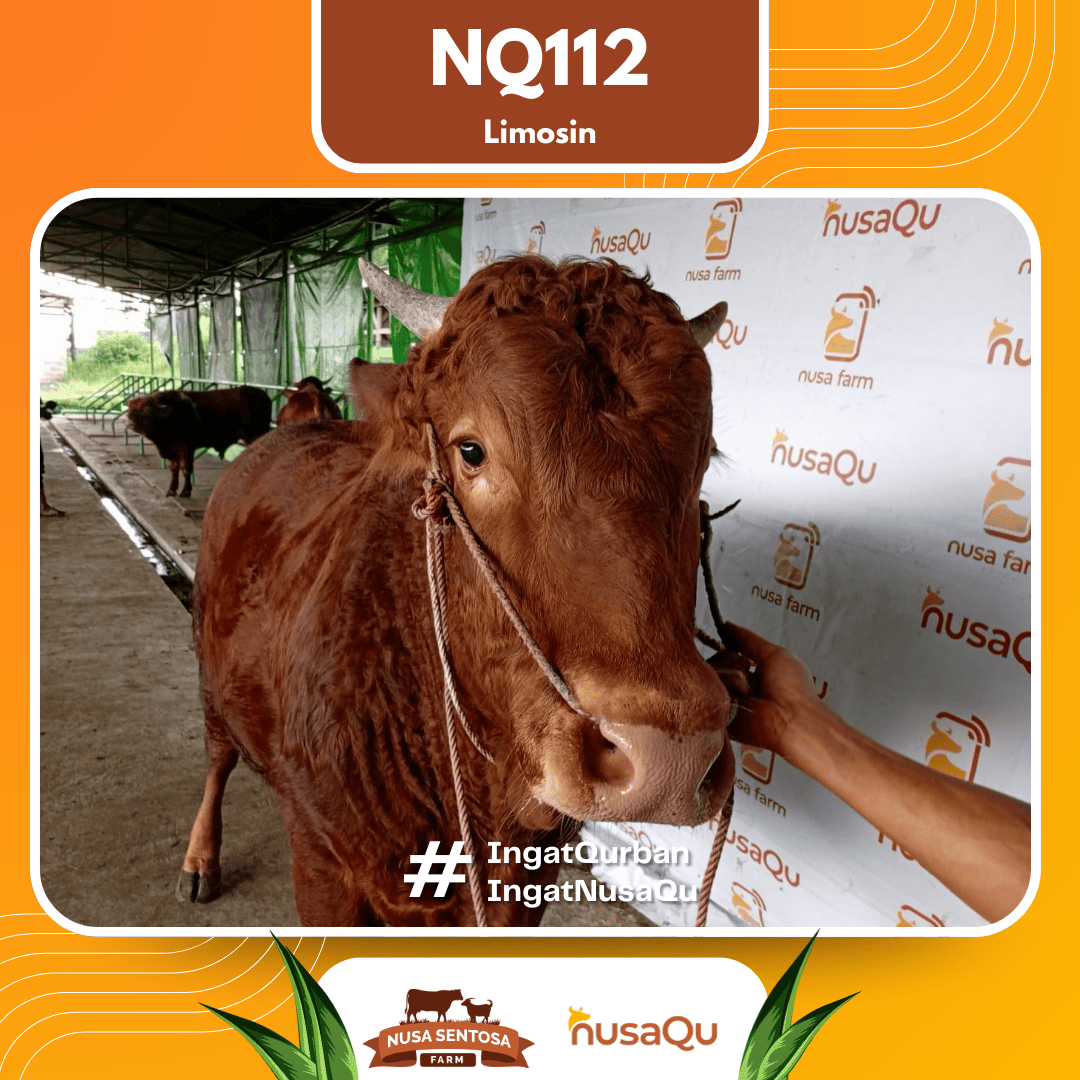 Sapi Limosin NQ112 2026 Bobot 700Kg foto 2