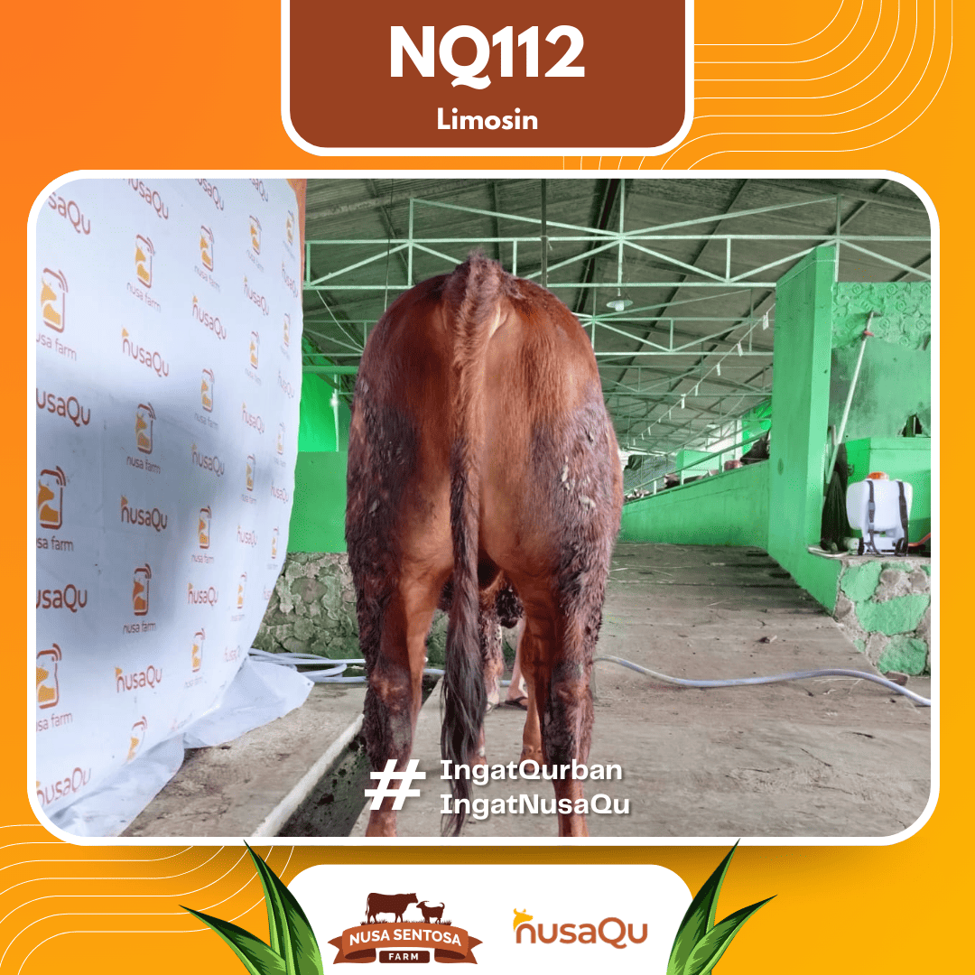 Sapi Limosin NQ112 2026 Bobot 700Kg foto 3