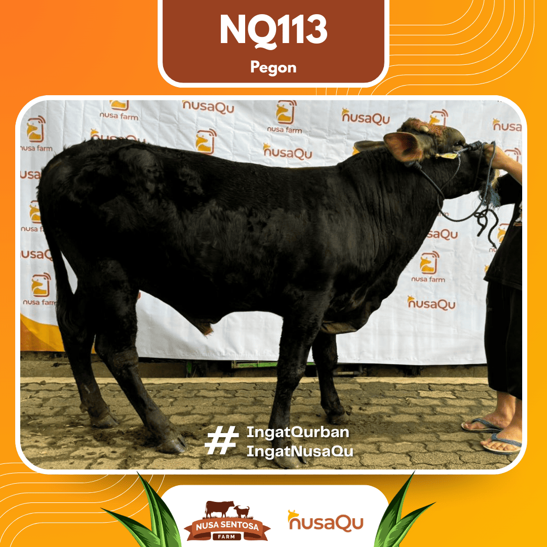 Sapi Pegon NQ113 2026 Bobot 550Kg