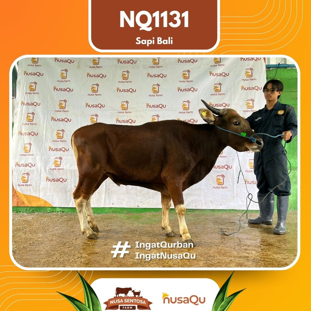 Sapi Sapi Bali NQ1131 2026 Bobot 405Kg