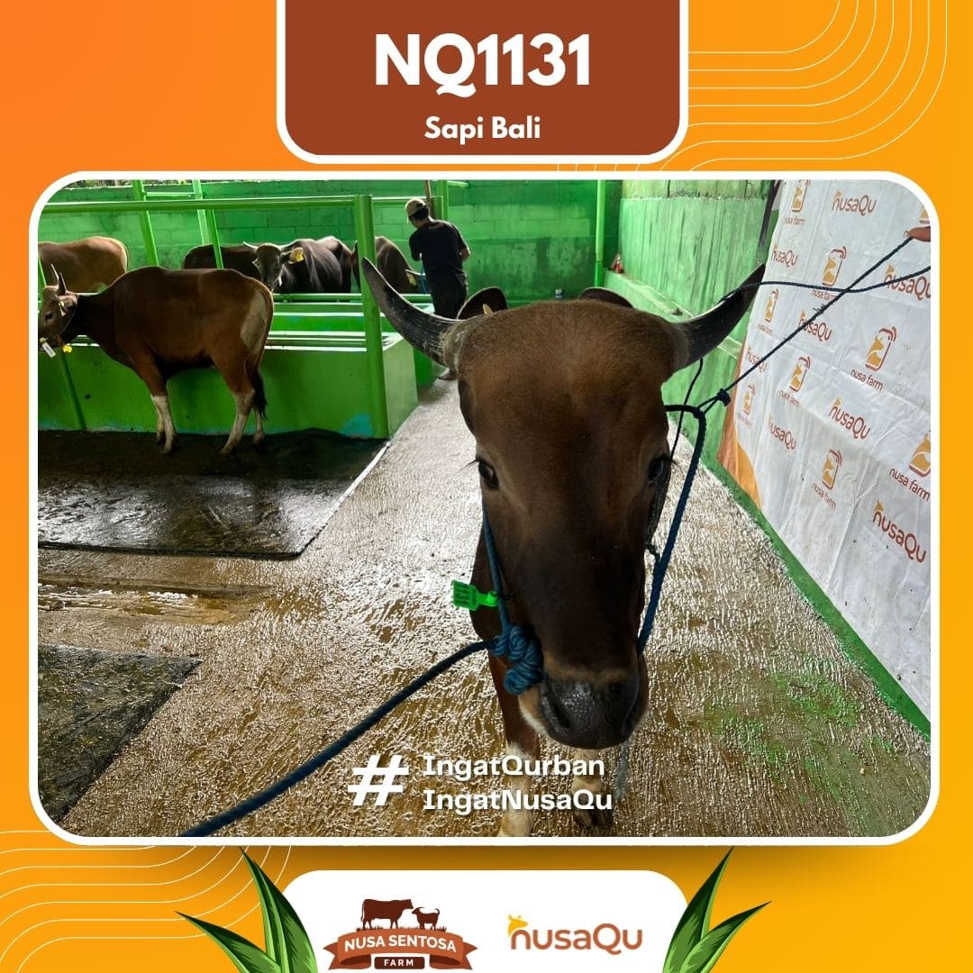 Sapi Sapi Bali NQ1131 2026 Bobot 405Kg foto 2
