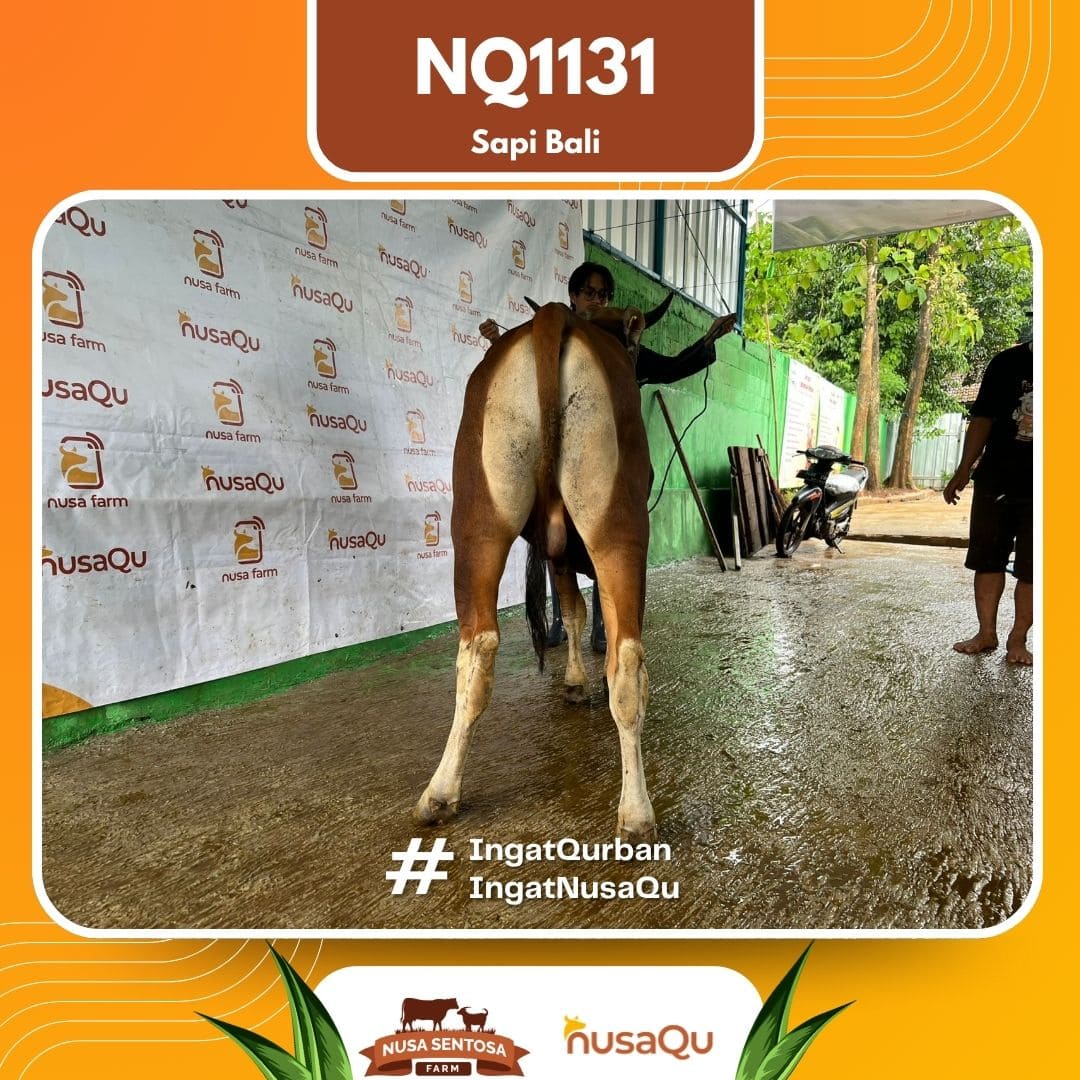 Sapi Sapi Bali NQ1131 2026 Bobot 405Kg foto 3