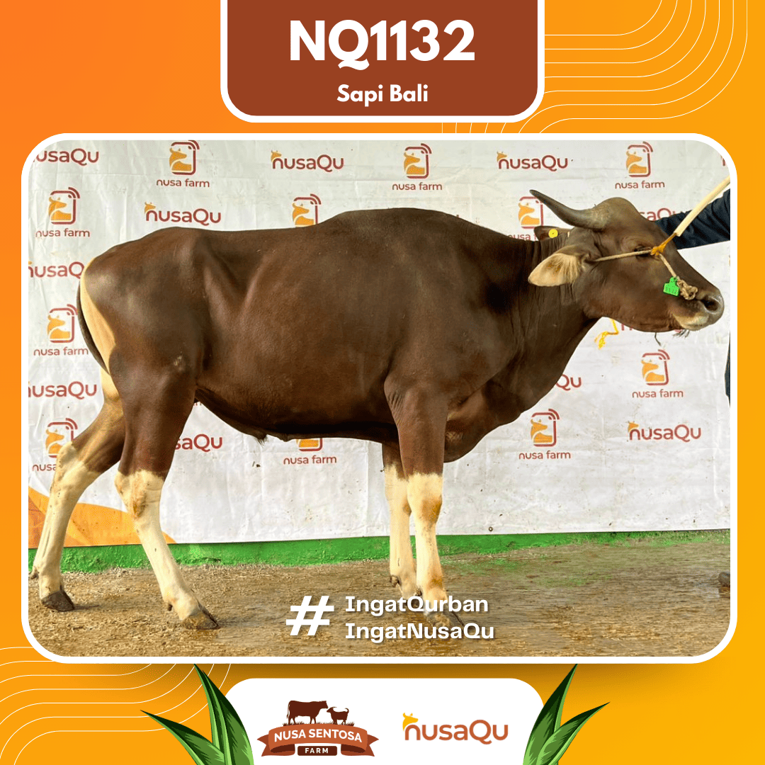 Sapi Sapi Bali NQ1132 2026 Bobot 412Kg