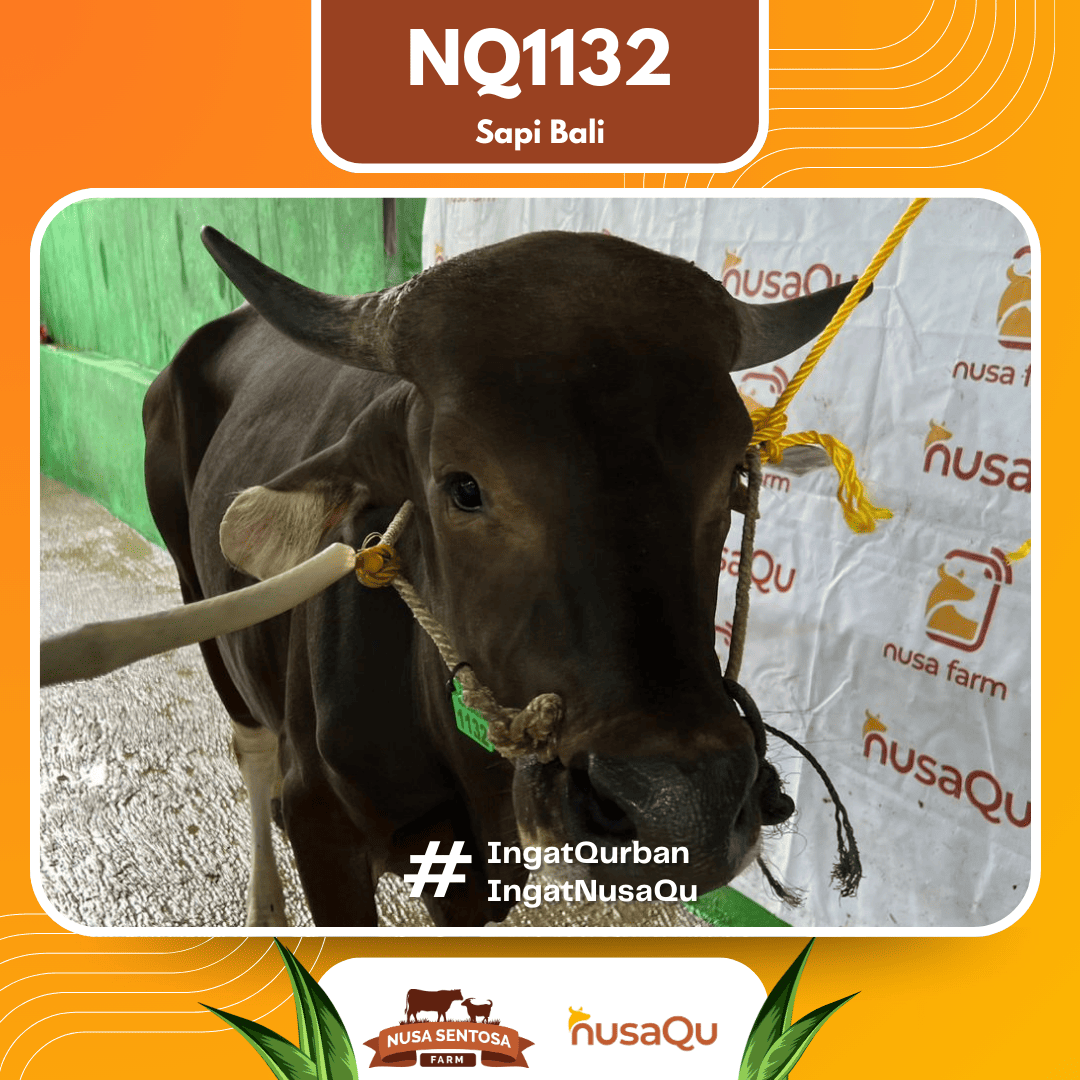 Sapi Sapi Bali NQ1132 2026 Bobot 412Kg foto 2