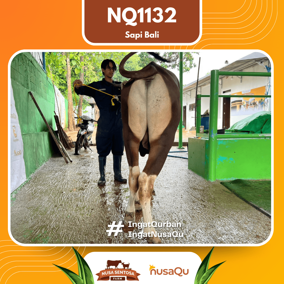 Sapi Sapi Bali NQ1132 2026 Bobot 412Kg foto 3