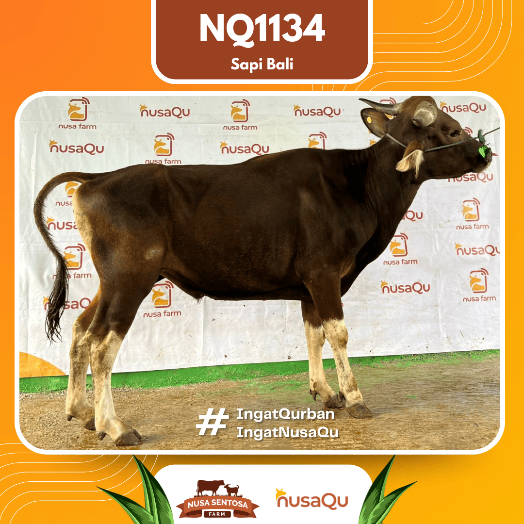 Sapi Sapi Bali NQ1134 2026 Bobot 369Kg