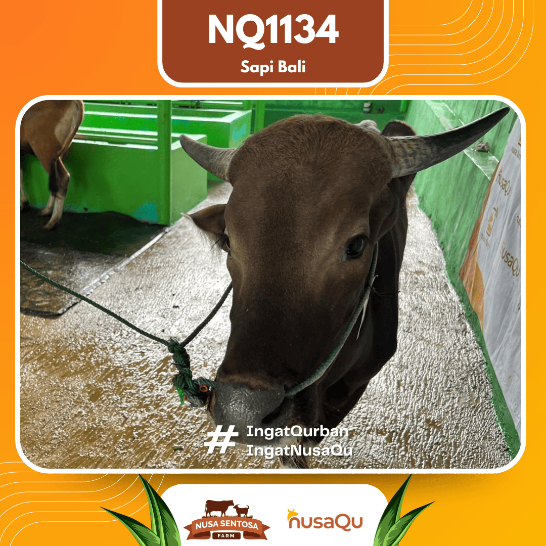 Sapi Sapi Bali NQ1134 2026 Bobot 369Kg foto 2