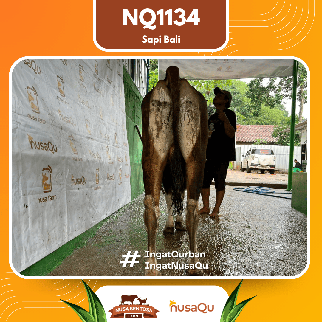 Sapi Sapi Bali NQ1134 2026 Bobot 369Kg foto 3