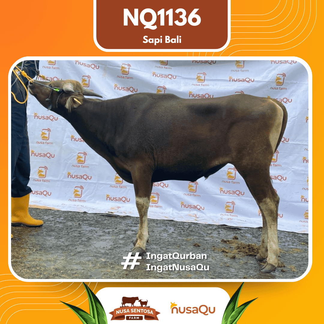 Sapi Sapi Bali NQ1136 2026 Bobot 407Kg