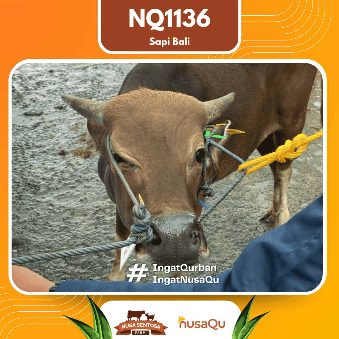Sapi Sapi Bali NQ1136 2026 Bobot 407Kg foto 2
