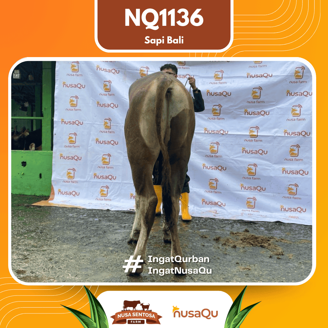 Sapi Sapi Bali NQ1136 2026 Bobot 407Kg foto 3