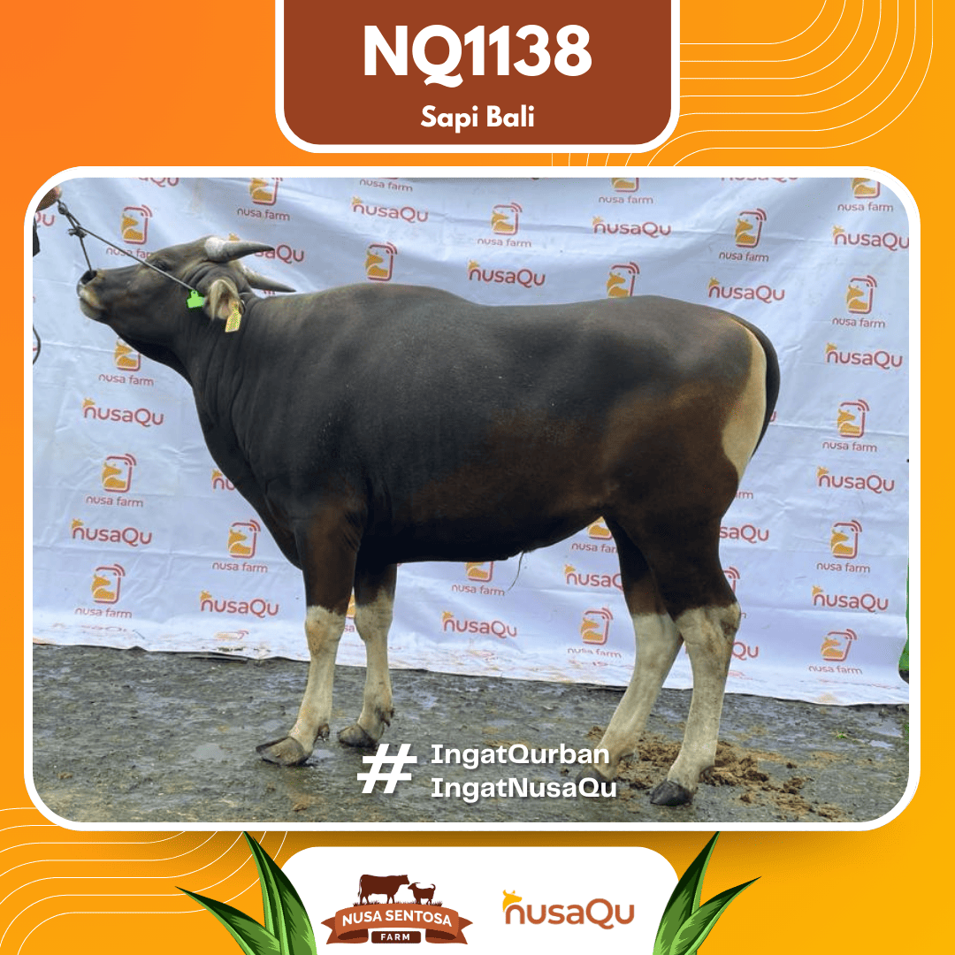 Sapi Sapi Bali NQ1138 2026 Bobot 374Kg