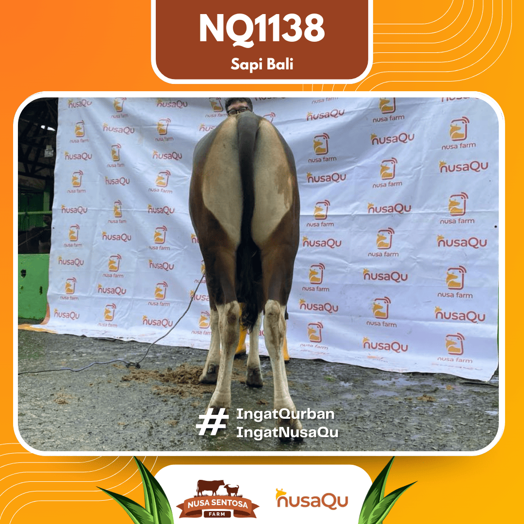 Sapi Sapi Bali NQ1138 2026 Bobot 374Kg foto 3