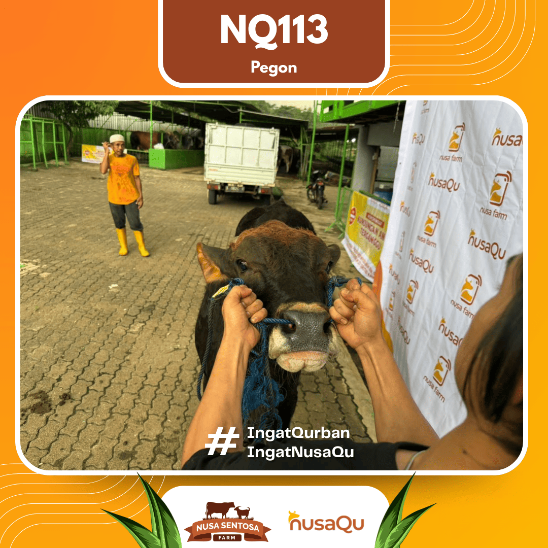 Sapi Pegon NQ113 2026 Bobot 550Kg foto 2