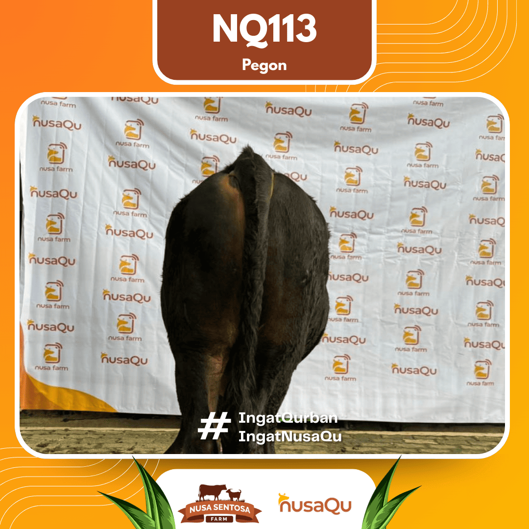 Sapi Pegon NQ113 2026 Bobot 550Kg foto 3