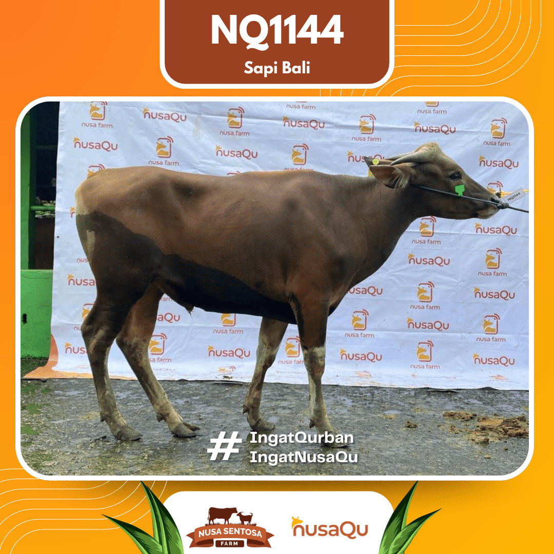Sapi Sapi Bali NQ1144 2026 Bobot 384Kg