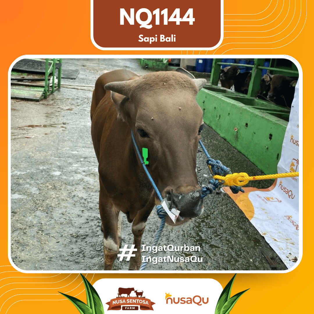 Sapi Sapi Bali NQ1144 2026 Bobot 384Kg foto 2