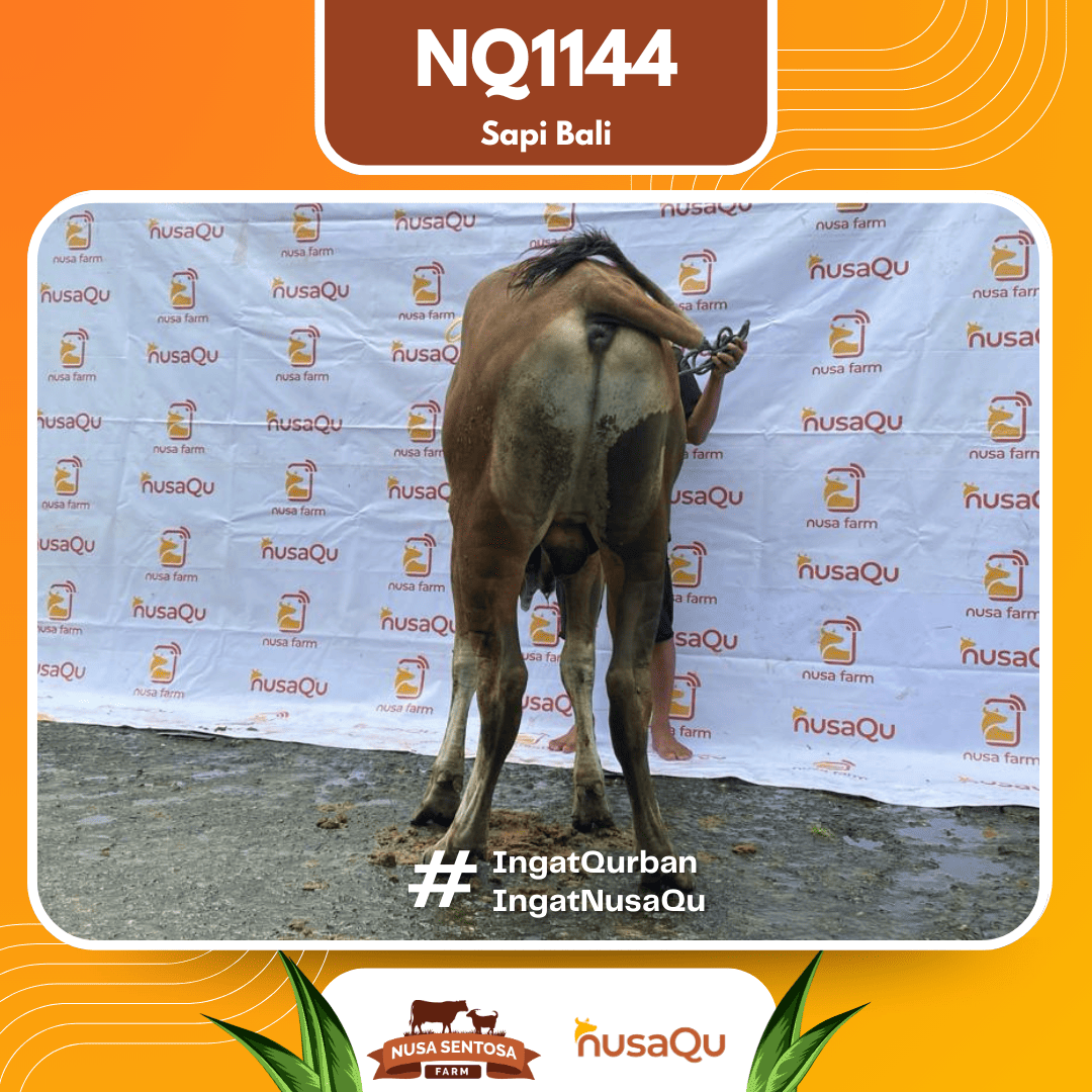 Sapi Sapi Bali NQ1144 2026 Bobot 384Kg foto 3