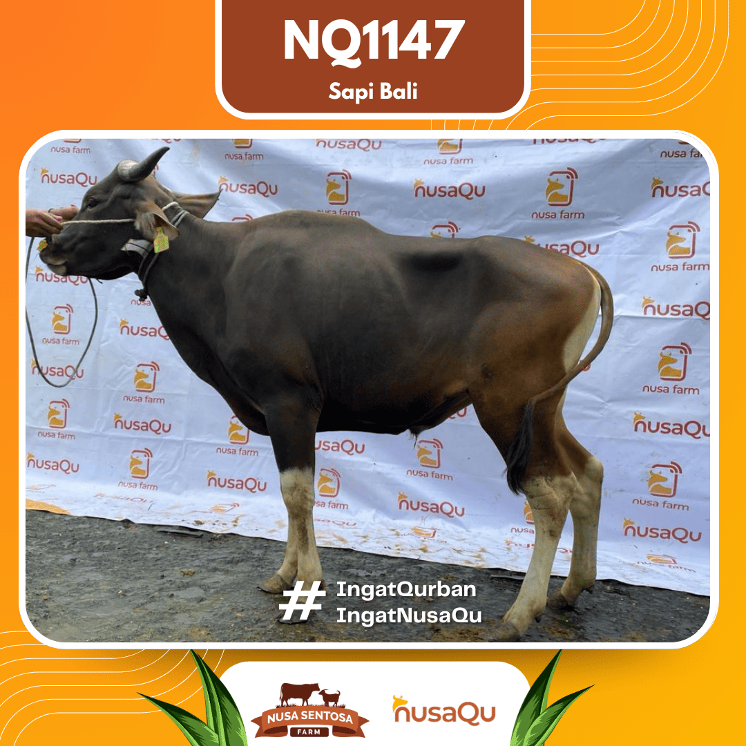 Sapi Sapi Bali NQ1147 2026 Bobot 379Kg