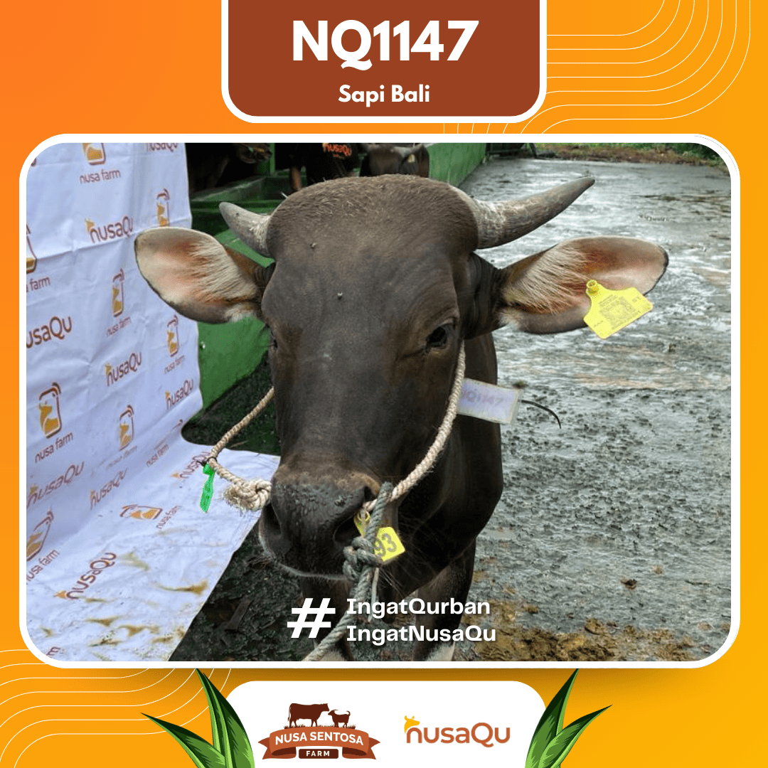 Sapi Sapi Bali NQ1147 2026 Bobot 379Kg foto 2