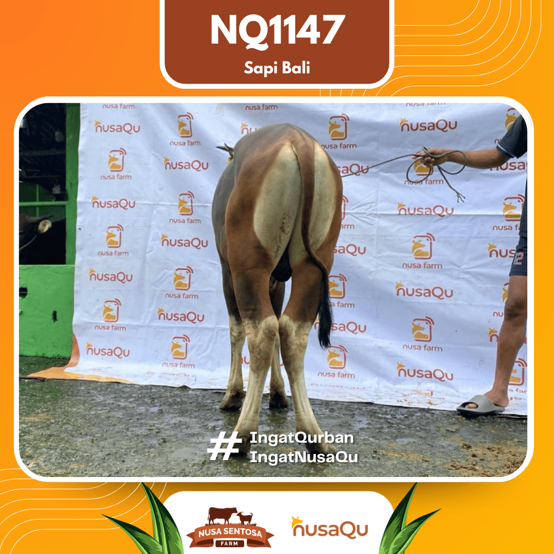 Sapi Sapi Bali NQ1147 2026 Bobot 379Kg foto 3