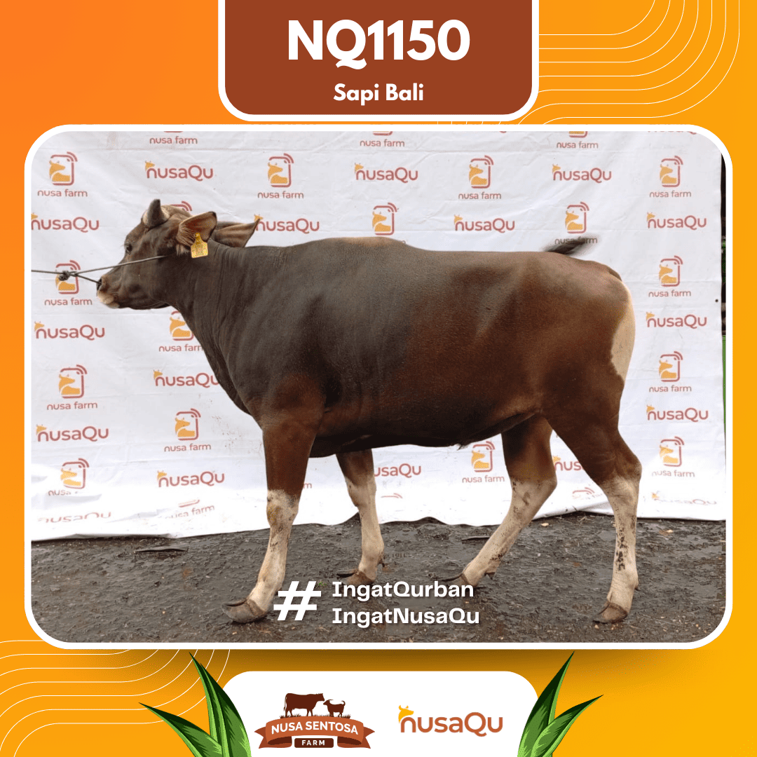 Sapi Sapi Bali NQ1150 2026 Bobot 380Kg