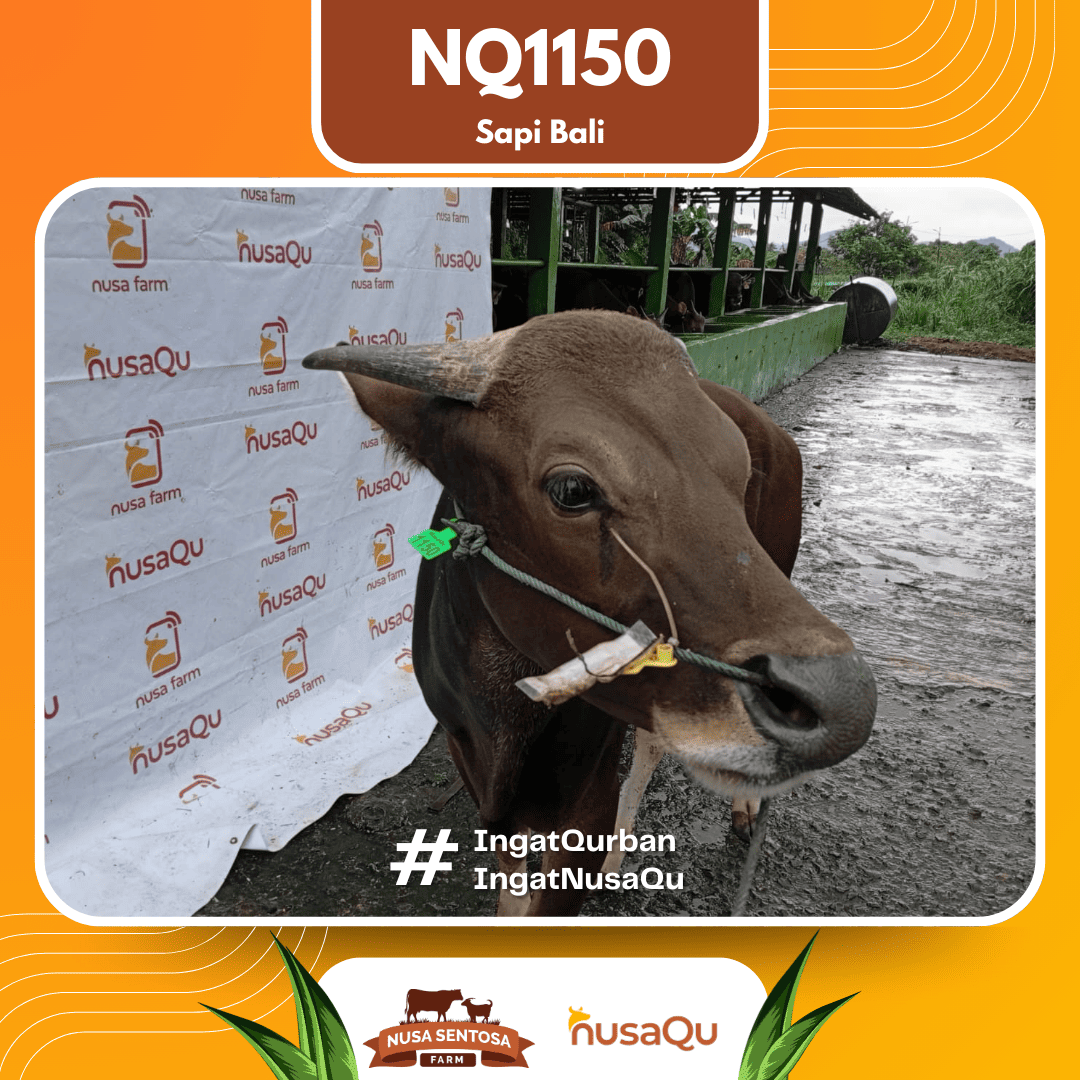 Sapi Sapi Bali NQ1150 2026 Bobot 380Kg foto 2