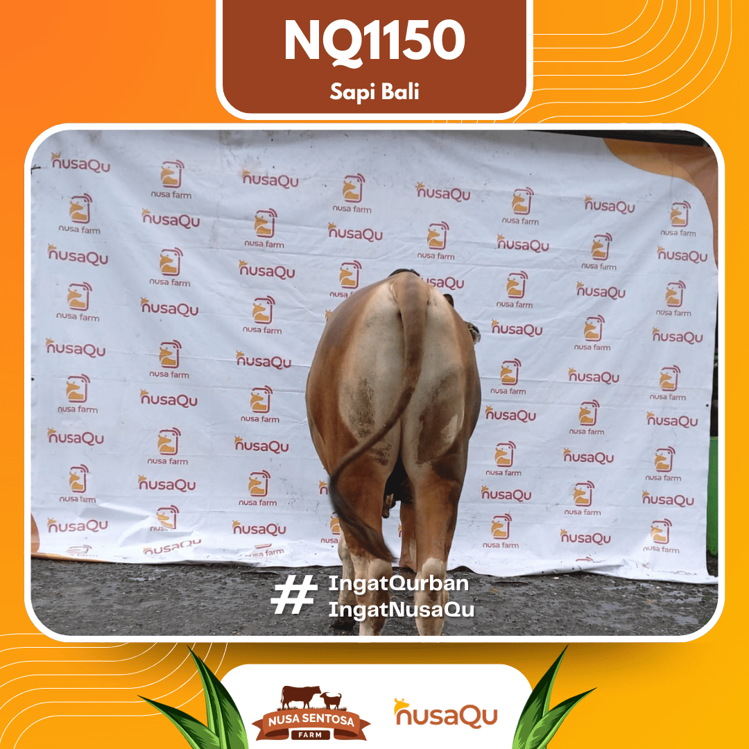 Sapi Sapi Bali NQ1150 2026 Bobot 380Kg foto 3