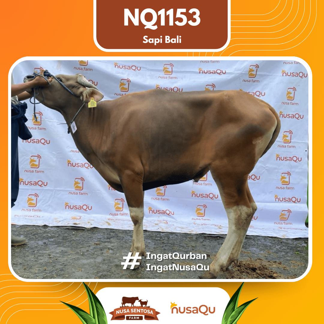Sapi Sapi Bali NQ1153 2026 Bobot 393Kg