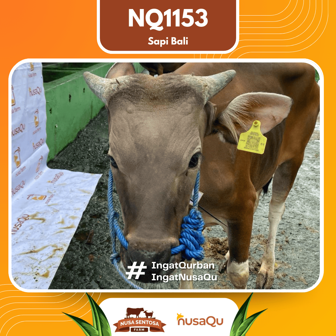 Sapi Sapi Bali NQ1153 2026 Bobot 393Kg foto 2