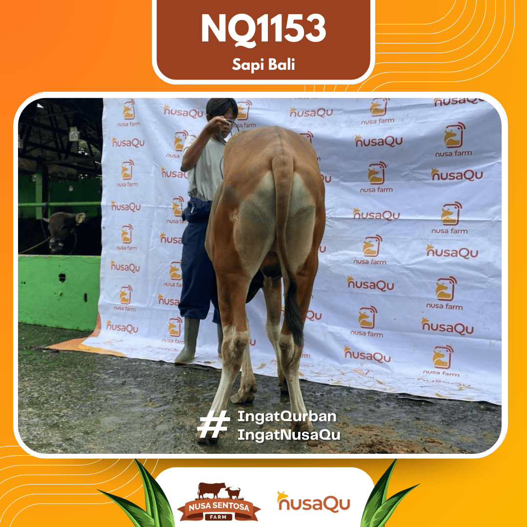 Sapi Sapi Bali NQ1153 2026 Bobot 393Kg foto 3