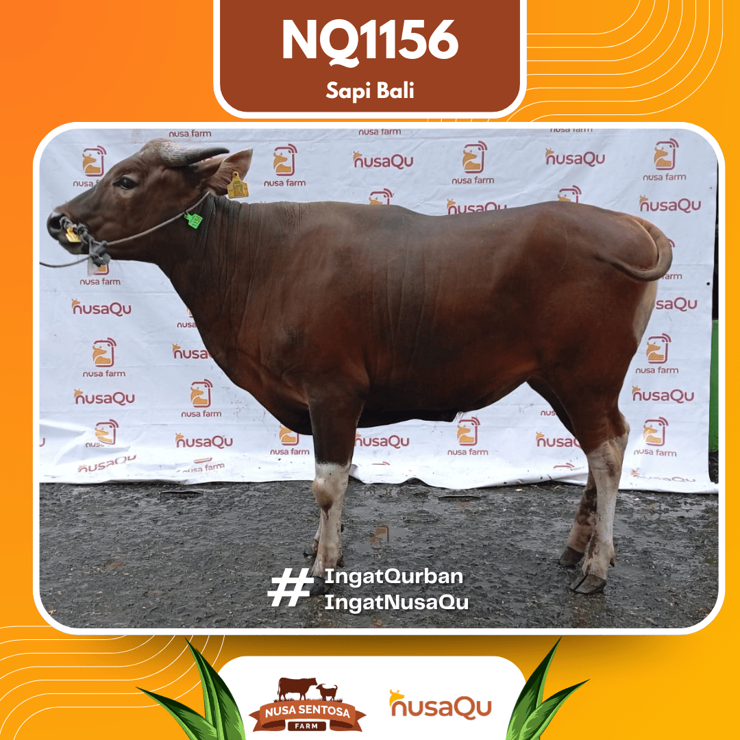 Sapi Sapi Bali NQ1156 2026 Bobot 414Kg